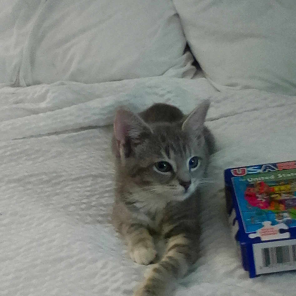 Kaos joined the competition — help win amazing prizes! animal, bed, blanket, cat, cozy, curious, cute, feline, fur, gray_tabby, household, indoor, kitten, paw, pet, pillow, relaxing, resting, toy, young_animal