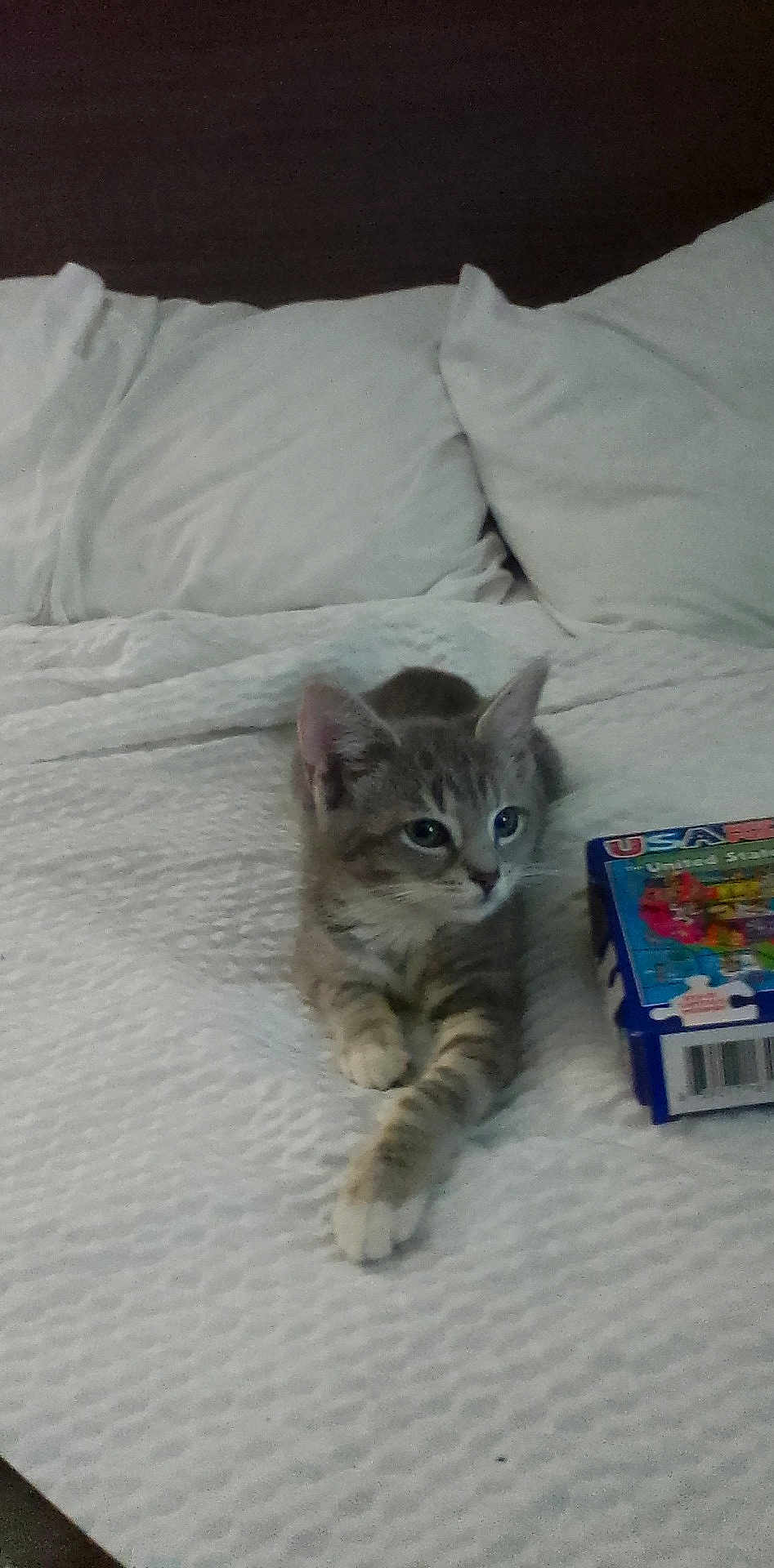 Kaos joined the competition — help win amazing prizes! kitten, cat, gray_tabby, bed, blanket, pillow, indoor, pet, feline, cute, resting, young_animal, curious, cozy, paw, fur, animal, household, relaxing, toy