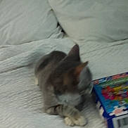 Kaos joined the competition — help win amazing prizes! animal, background, bed, blurred, box, cat, cozy, cute, domestic, feline, furniture, home, indoor, lying_down, pet, pillow, resting, sleeping, soft_texture, white_bedspread