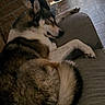 dog, husky, canine, sleeping, lying_down, relaxed, couch, sofa, indoors, living_room, curtains, window, sunlight, fur, black_and_white, brown, white, pet, nap, home