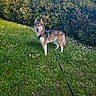 dog, husky, canine, pet, animal, standing, outdoor, meadow, grass, flowers, daisy, garden, nature, sunny, trees, house, leash, harness, tongue_out, portrait