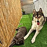 cat, dog, husky, pet, animal, balcony, outdoor, artificial_grass, bamboo_screen, sunlight, portrait, lying_down, sitting, relaxed, happy, tongue_out, fur, garden, home, urban