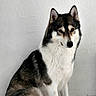 dog, husky, siberian_husky, canine, pet, animal, portrait, sitting, fluffy_tail, black_and_white, tricolor, blue_eyes, pointed_ears, fur, indoor, tiled_floor, white_wall, alert, cute, photography