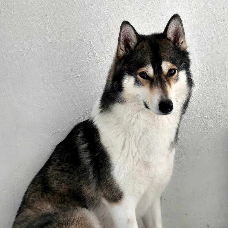 Nala