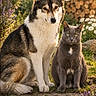 dog, cat, husky, gray_cat, animal, pet, sitting, garden, outdoor, sunlight, flowers, daisies, lavender, firewood, woodpile, grass, path, portrait, companions, nature
