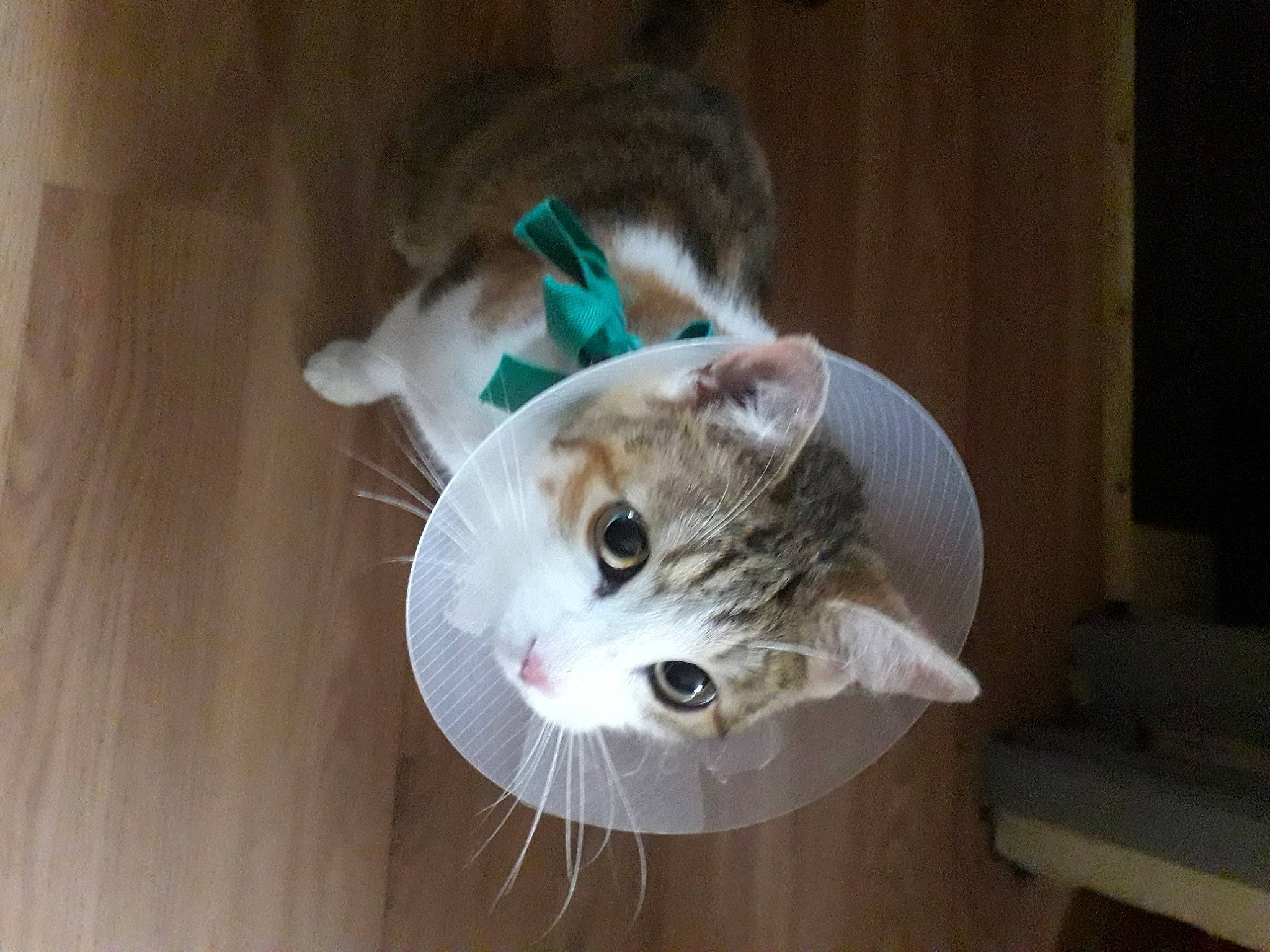 Dixi a rejoint le concours — aidez-le/la à gagner de superbes lots ! carnivore, cat, comfort, domestic_short_haired_cat, fawn, felidae, flooring, fur, hardwood, paw, small_to_medium_sized_cats, snout, tail, whiskers, wood