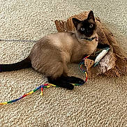 Timothy is registered to the contest to win money with this photo: animal, black, brown, carpet, cat, collar, curious, feline, home, indoor, looking_up, paper, paw, pet, playful, relaxed, siamese_cat, string, texture, toy