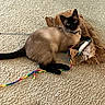 cat, siamese_cat, carpet, toy, string, brown, black, pet, indoor, curious, playful, animal, feline, paw, collar, paper, texture, relaxed, looking_up, home