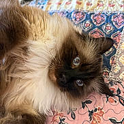 Sampson joined the competition — help win amazing prizes! cat, fluffy, seal_point, blue_eyes, long_hair, feline, pet, animal, portrait, close_up, lying_down, relaxed, indoors, bed, quilt, blanket, floral_pattern, colorful, whiskers, funny_pose