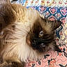 cat, fluffy, seal_point, blue_eyes, long_hair, feline, pet, animal, portrait, close_up, lying_down, relaxed, indoors, bed, quilt, blanket, floral_pattern, colorful, whiskers, funny_pose