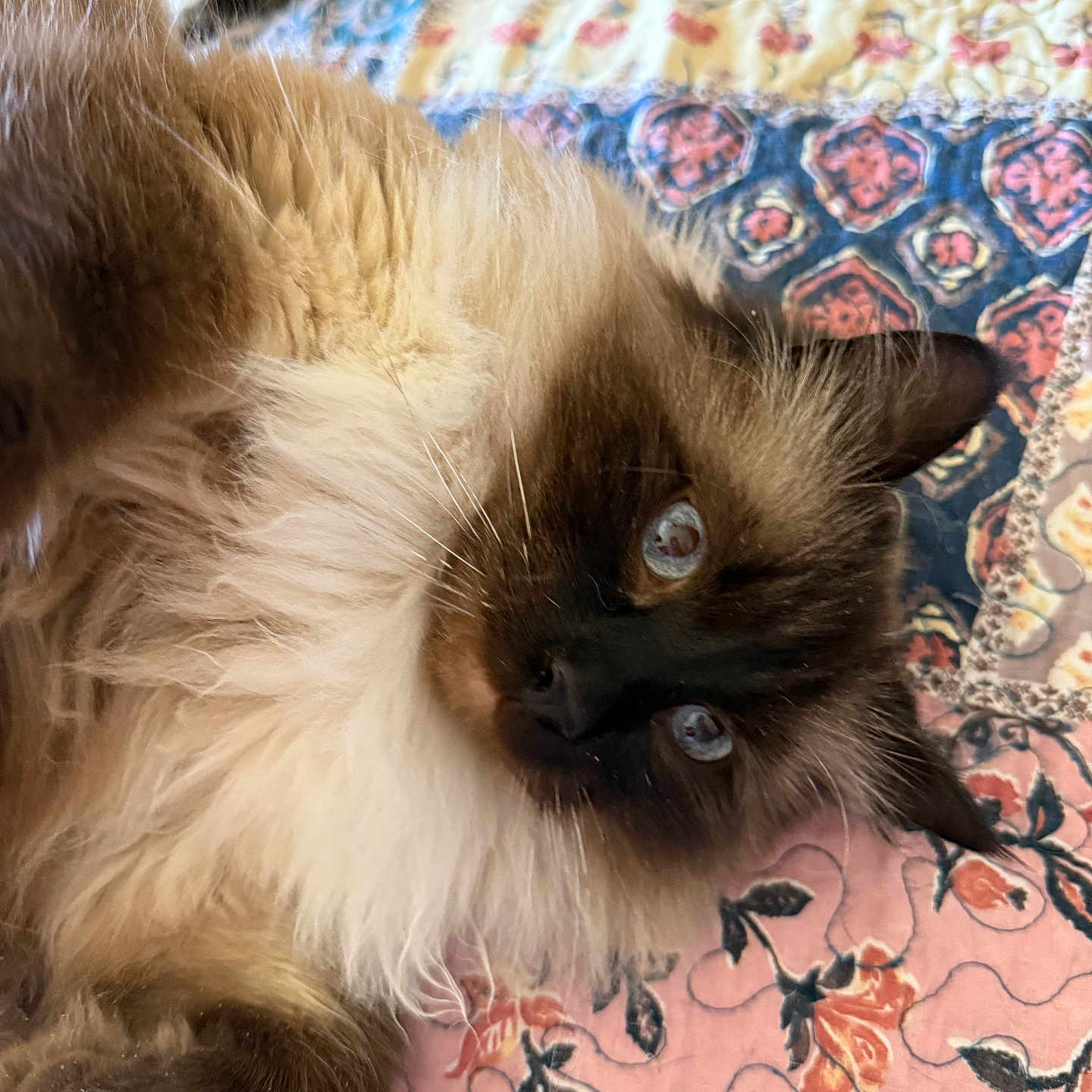 Sampson