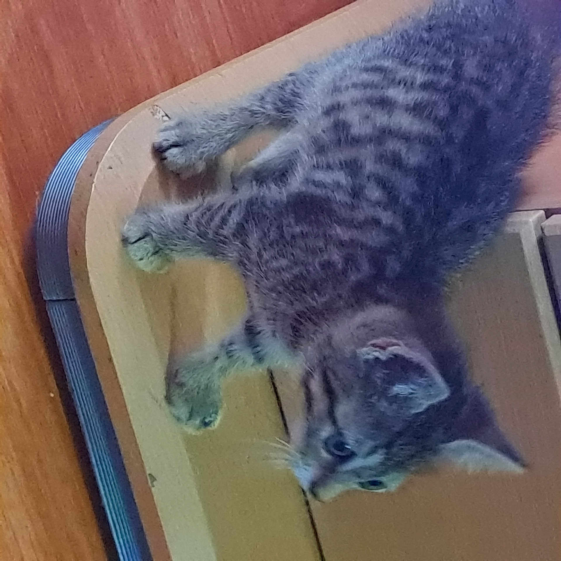 Bounty participe au concours pour gagner de l'argent avec cette photo : carnivore, cat, domestic_short_haired_cat, felidae, fur, grey, hardwood, kitchen_utensil, paw, serveware, small_to_medium_sized_cats, snout, tableware, tail, terrestrial_animal, varnish, whiskers, wood, wood_stain