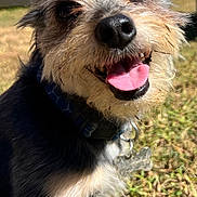 Zeke is registered to the contest to win money with this photo: dog, outdoor, grass, sunlight, collar, tongue, happy, pet, animal, fur, closeup, smiling, tag, nose, cute, nature, friendly, mammal, canine, playful