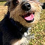 dog, outdoor, grass, sunlight, collar, tongue, happy, pet, animal, fur, closeup, smiling, tag, nose, cute, nature, friendly, mammal, canine, playful