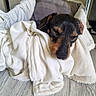 Toto participe au concours pour gagner de l'argent avec cette photo : dog, sleeping, blanket, bed, pillow, floor, cozy, resting, cute, pet, indoor, fur, snuggled, relaxed, small_dog, black_and_brown, soft, comfort, animal, domestic