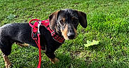 Toto a rejoint le concours — aidez-le/la à gagner de superbes lots ! dog, dachshund, leash, harness, grass, park, tree, pathway, outdoor, pet, animal, curious, brown, black, small_dog, daylight, nature, walking, greenery, canine