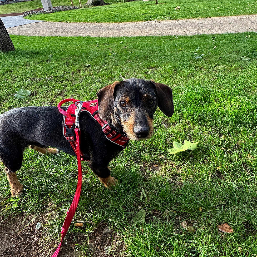 Toto a rejoint le concours — aidez-le/la à gagner de superbes lots ! dog, dachshund, leash, harness, grass, park, tree, pathway, outdoor, pet, animal, curious, brown, black, small_dog, daylight, nature, walking, greenery, canine