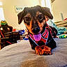 Toto a rejoint le concours — aidez-le/la à gagner de superbes lots ! dog, pet, indoor, couch, harness, tongue_out, looking_at_camera, happy, small_dog, furniture, blanket, room, cozy, animal, canine, domestic, lying_down, cute, friendly, house