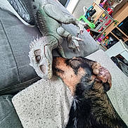 Toto participe au concours pour gagner de l'argent avec cette photo : dog, toy, dinosaur, couch, indoor, pet, curious, playroom, childrens_toys, plastic, animal, sniffing, furniture, living_room, clutter, colorful, household, domestic, resting, closeup