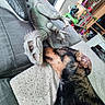 dog, toy, dinosaur, couch, indoor, pet, curious, playroom, childrens_toys, plastic, animal, sniffing, furniture, living_room, clutter, colorful, household, domestic, resting, closeup