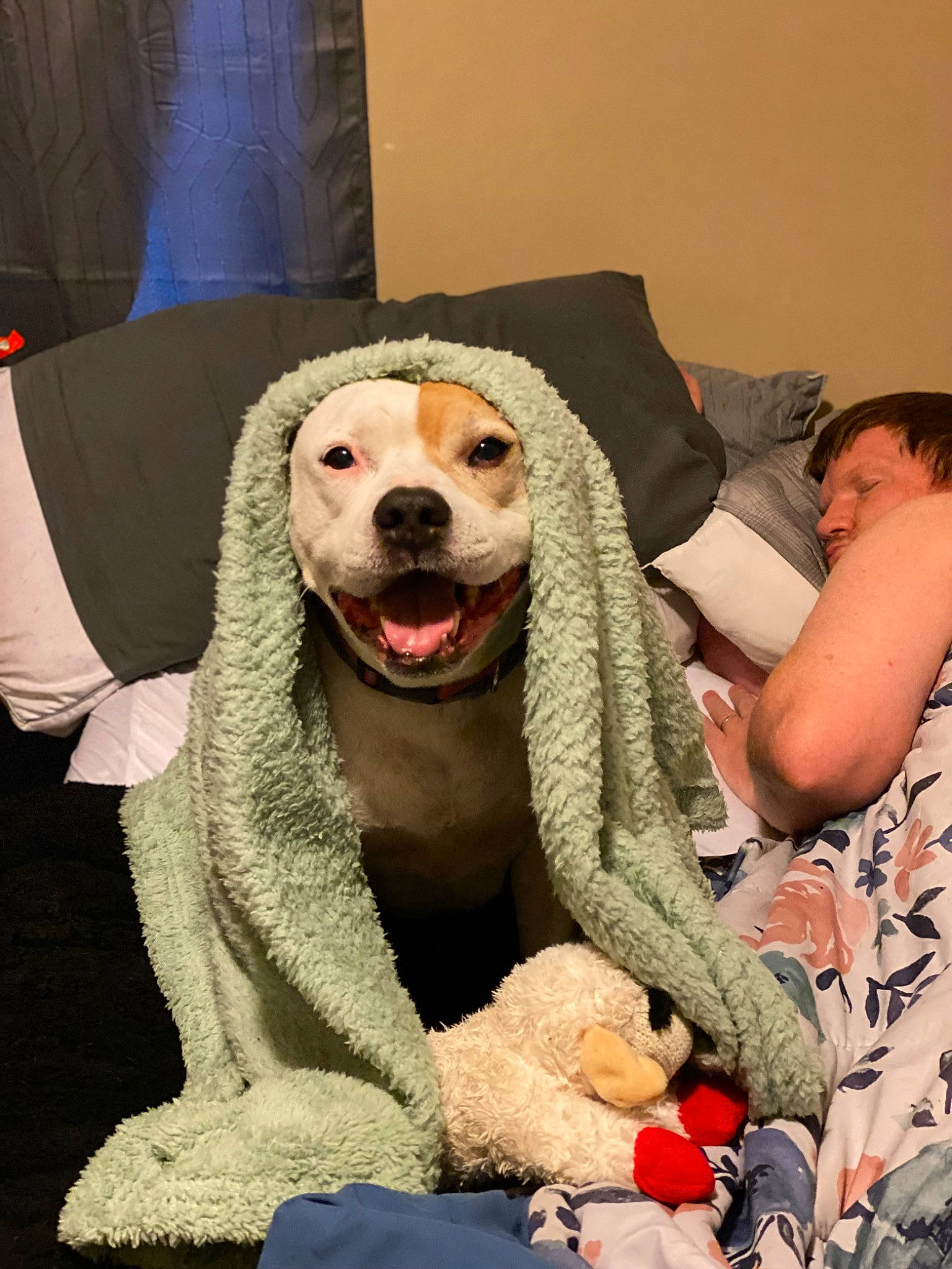 Daisy is registered to the contest to win money with this photo: canidae, carnivore, comfort, companion_dog, dog, dog_breed, event, fang, fun, fur, happy, mammal, plush, sitting, smile, snout, sporting_group, stuffed_toy, toy, working_animal