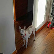 Bandit is registered to the contest to win money with this photo: dog, small_dog, red_collar, wooden_floor, hallway, door, shadow, sunlight, wall, home_interior, curious, pet, animal, standing, flooring, wood, lighting, indoor, vacuum_cleaner, cords