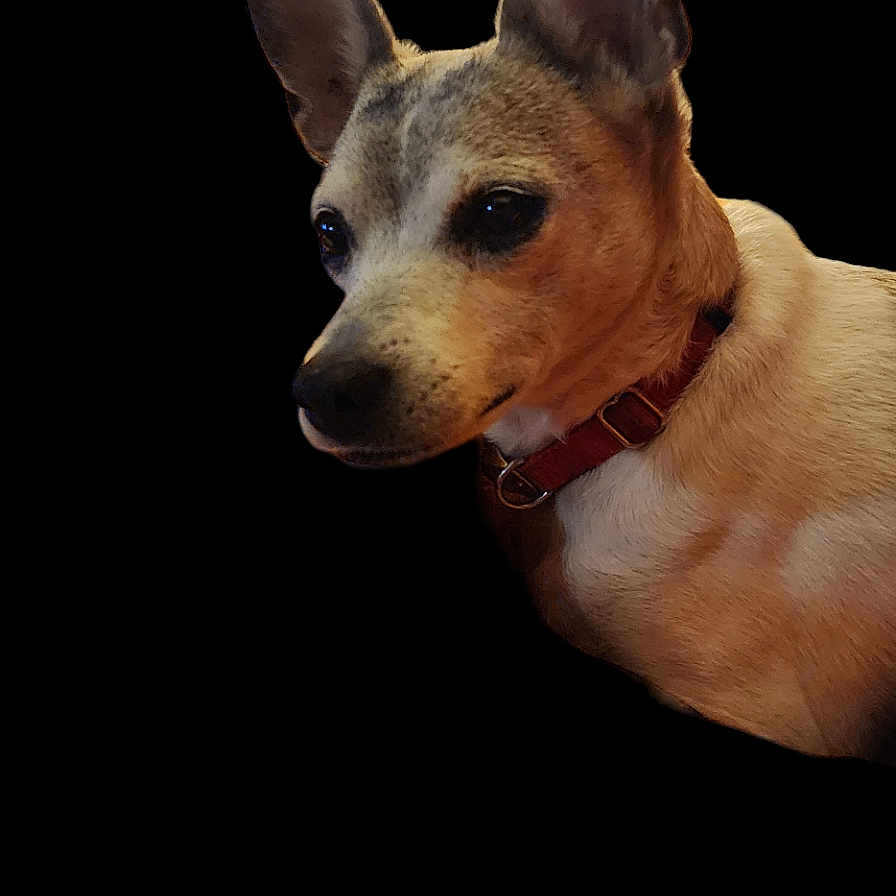 Bandit