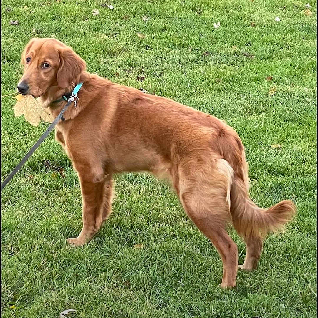 Piper