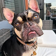 Tucker is registered to the contest to win money with this photo: dog, french_bulldog, pet, close_up, outdoor, cushion, collar, brown_eyes, ears, tongue, face, sitting, expression, cute, animal, portrait, furniture, daylight, blurred_background, domestic_animal