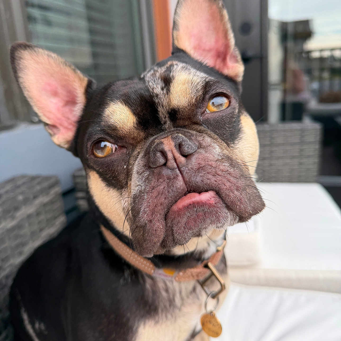 Tucker is registered to the contest to win money with this photo: dog, french_bulldog, pet, close_up, outdoor, cushion, collar, brown_eyes, ears, tongue, face, sitting, expression, cute, animal, portrait, furniture, daylight, blurred_background, domestic_animal