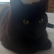 Salem joined the competition — help win amazing prizes! animal, bedroom, black_cat, cat, close_up, cute, domestic_animal, eyes, feline, fur, indoor, laying_down, mammal, pet, quiet, resting, shadow, sleepy, soft_light, whiskers