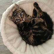 Alfred participe au concours pour gagner de l'argent avec cette photo : animal, bed, cat, cozy, curious, cute, eyes, feline, floor, fur, hanging_bed, indoor, kitten, paws, pet, playful, relaxed, soft, tabby, whiskers