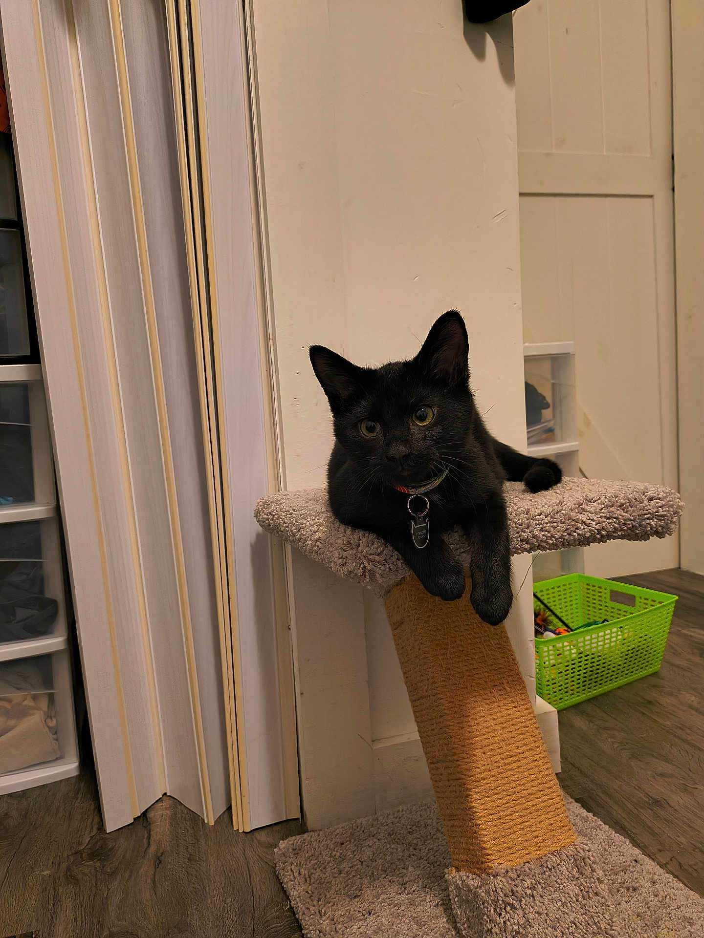 Vader joined the competition — help win amazing prizes! black_cat, cat, indoor, pet, cat_scratch_post, curious, feline, carpeted, relaxed, animal, toy_basket, wood_floor, collar, tag, home, door, wall, green_basket, looking, resting