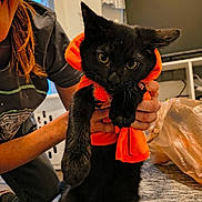 Vader joined the competition — help win amazing prizes! black_cat, cat, orange_clothing, person, smile, indoor, hoodie, pet, animal, hand, furniture, table, plastic_bag, portrait, cute, young_adult, casual_clothing, home, cozy, domestic