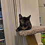 Leia is registered to the contest to win money with this photo: cat, kitten, tortoiseshell, cat_tree, indoor, pet, animal, feline, carpet, closeup, resting, curious, looking, ears, whiskers, eyes, toy, basket, home, furniture
