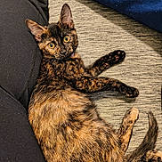 Leia is registered to the contest to win money with this photo: cat, tortoiseshell_cat, pet, animal, feline, lying_down, curious, yellow_eyes, person, leg, foot, black_clothing, indoor, textured_surface, cozy, relaxed, fur, whiskers, paw, tail