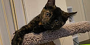 Leia is registered to the contest to win money with this photo: kitten, cat, tortoiseshell, cat_tree, indoor, pet, animal, curious, carpet, toy_basket, furniture, floor, head_tilt, whiskers, ears, paw, closeup, young, cute, domestic_cat
