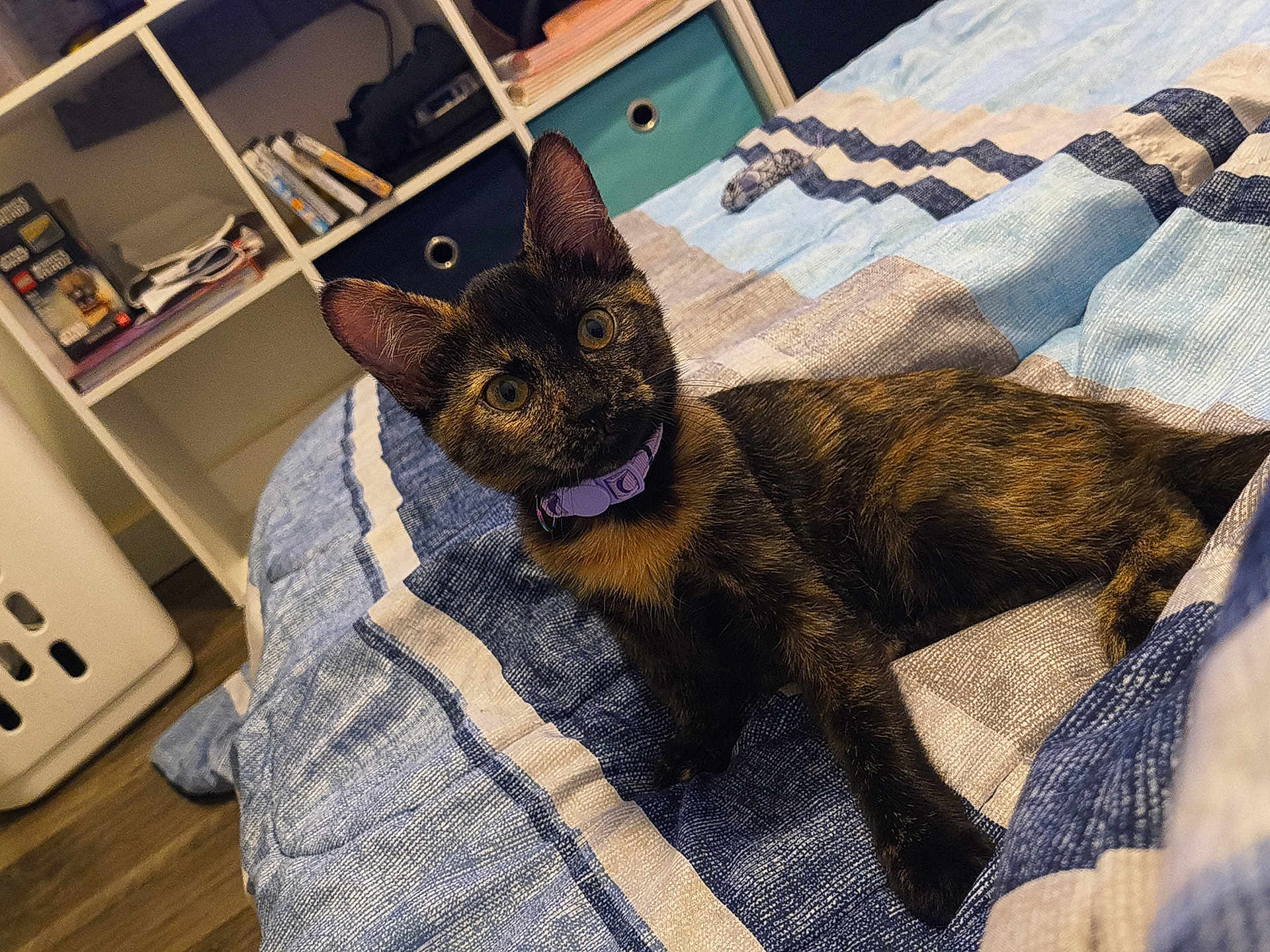 Leia