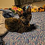 Leia is registered to the contest to win money with this photo: cat, kitten, tortoiseshell, bed, bedspread, plush_toys, blanket, indoor, pet, feline, animal, curious, lying_down, ears, whiskers, fur, domestic_animal, cozy, resting, cute