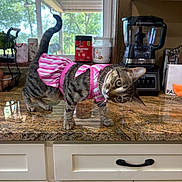Honey joined the competition — help win amazing prizes! cat, tabby_cat, pink_dress, kitchen, countertop, blender, window, greenery, curious, pet, domestic_animal, indoor, appliance, food_container, cabinet, head_tilt, striped, feline, household, curious_expression