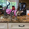 cat, tabby_cat, pink_dress, kitchen, countertop, blender, window, greenery, curious, pet, domestic_animal, indoor, appliance, food_container, cabinet, head_tilt, striped, feline, household, curious_expression