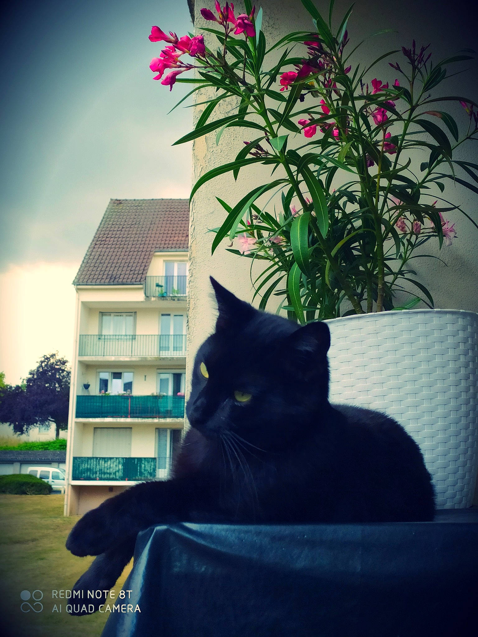 Paco participe au concours pour gagner de l'argent avec cette photo : asian, black_cat, carnivore, cat, domestic_short_haired_cat, european_shorthair, eye, felidae, flower, green, houseplant, plant, shadow, small_to_medium_sized_cats, tail, tints_and_shades, tree, whiskers, window