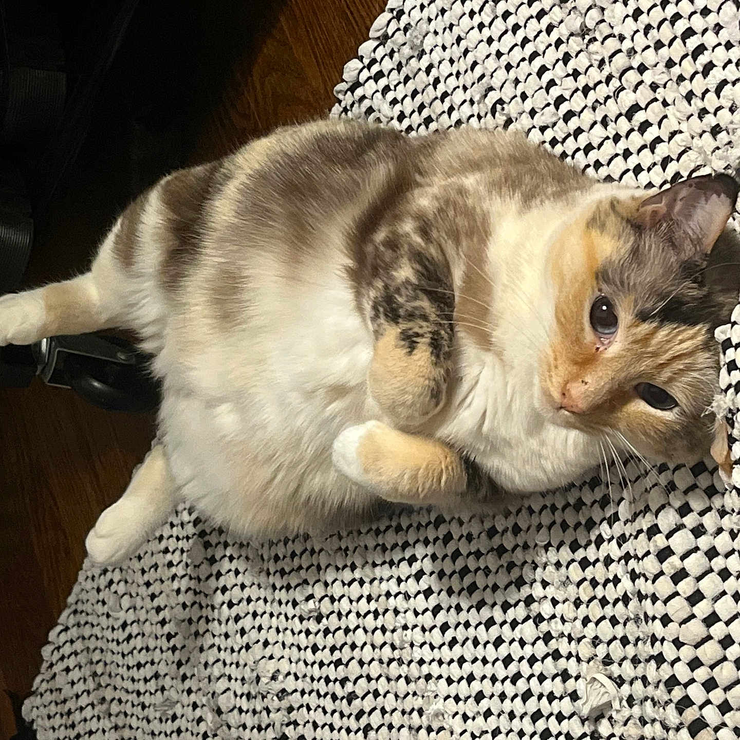 Princess Peanut is registered to the contest to win money with this photo: abyssinian, animal, architecture, armchair, building, cat, chair, couch, cushion, furniture, hardwood, homedecor, indoors, kitten, livingroom, manx, pet, plywood, siamese, wood