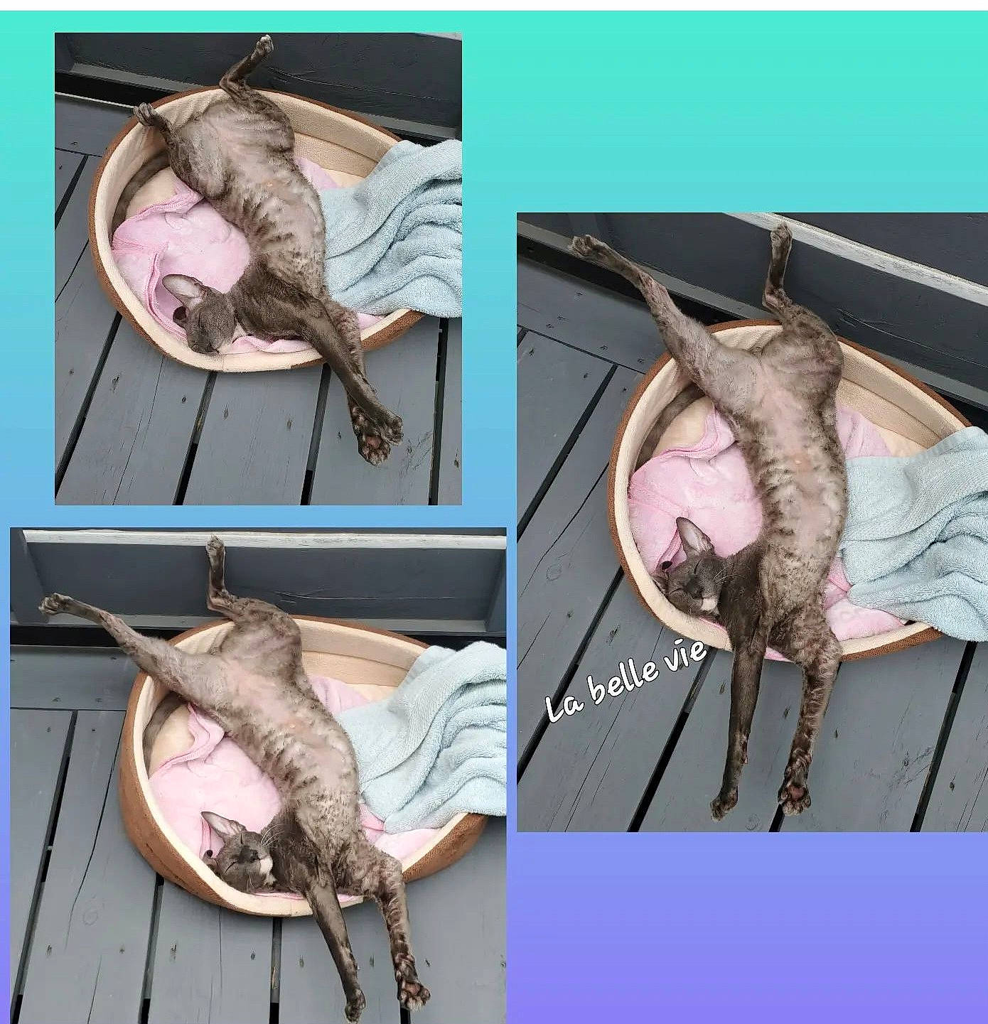 Zapi is registered to the contest to win money with this photo: animal_product, fashion_accessory, fin, fish, flesh, jaw, oily_fish, organism, science, seafood, tail, vertebrate