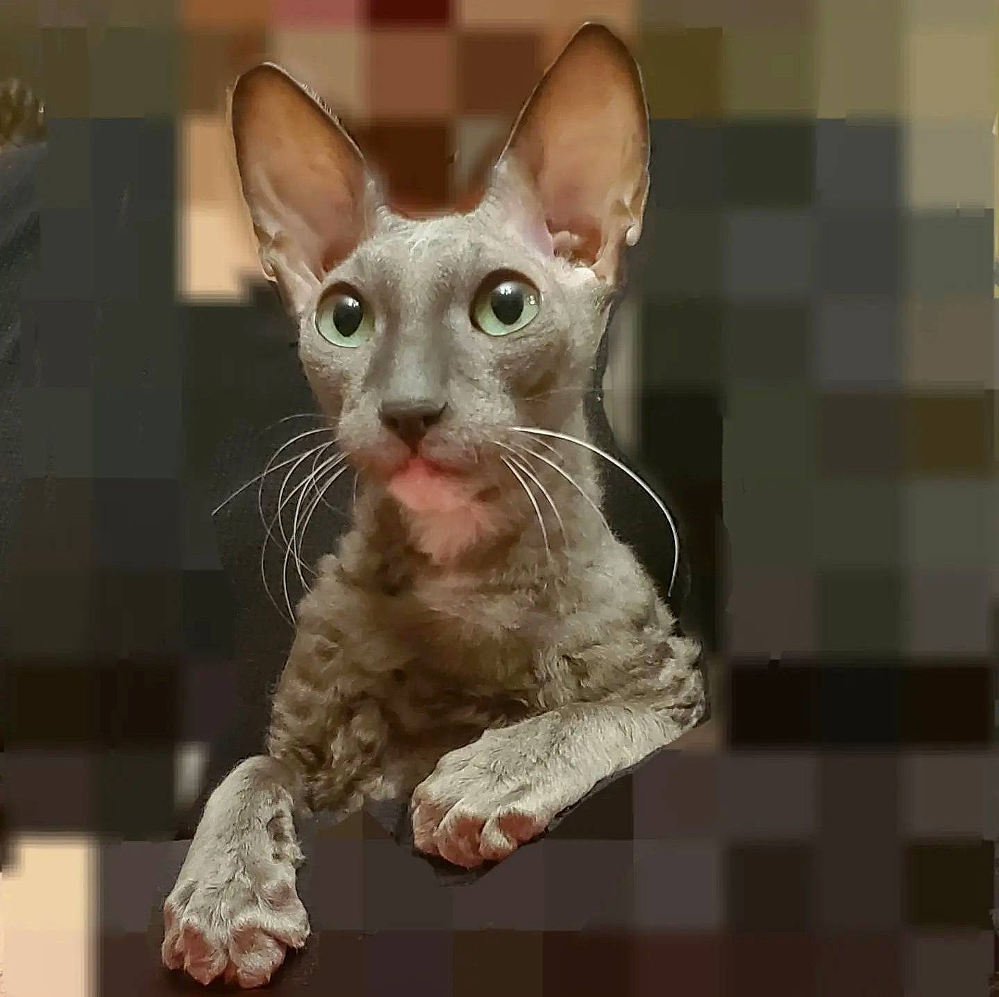 Zapi is registered to the contest to win money with this photo: carnivore, cat, domestic_short_haired_cat, donskoy, fawn, felidae, oriental_shorthair, rex_cat, small_to_medium_sized_cats, snout, terrestrial_animal, whiskers