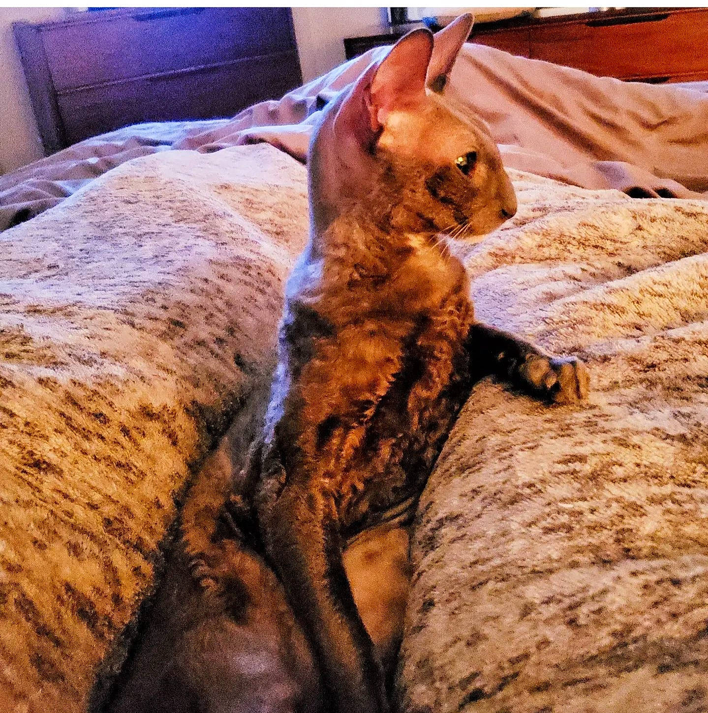 Zapi is registered to the contest to win money with this photo: art, bed, big_cats, carnivore, cat, claw, comfort, domestic_short_haired_cat, eye, fawn, felidae, fur, human_leg, leg, small_to_medium_sized_cats, snout, tail, terrestrial_animal, whiskers, wood