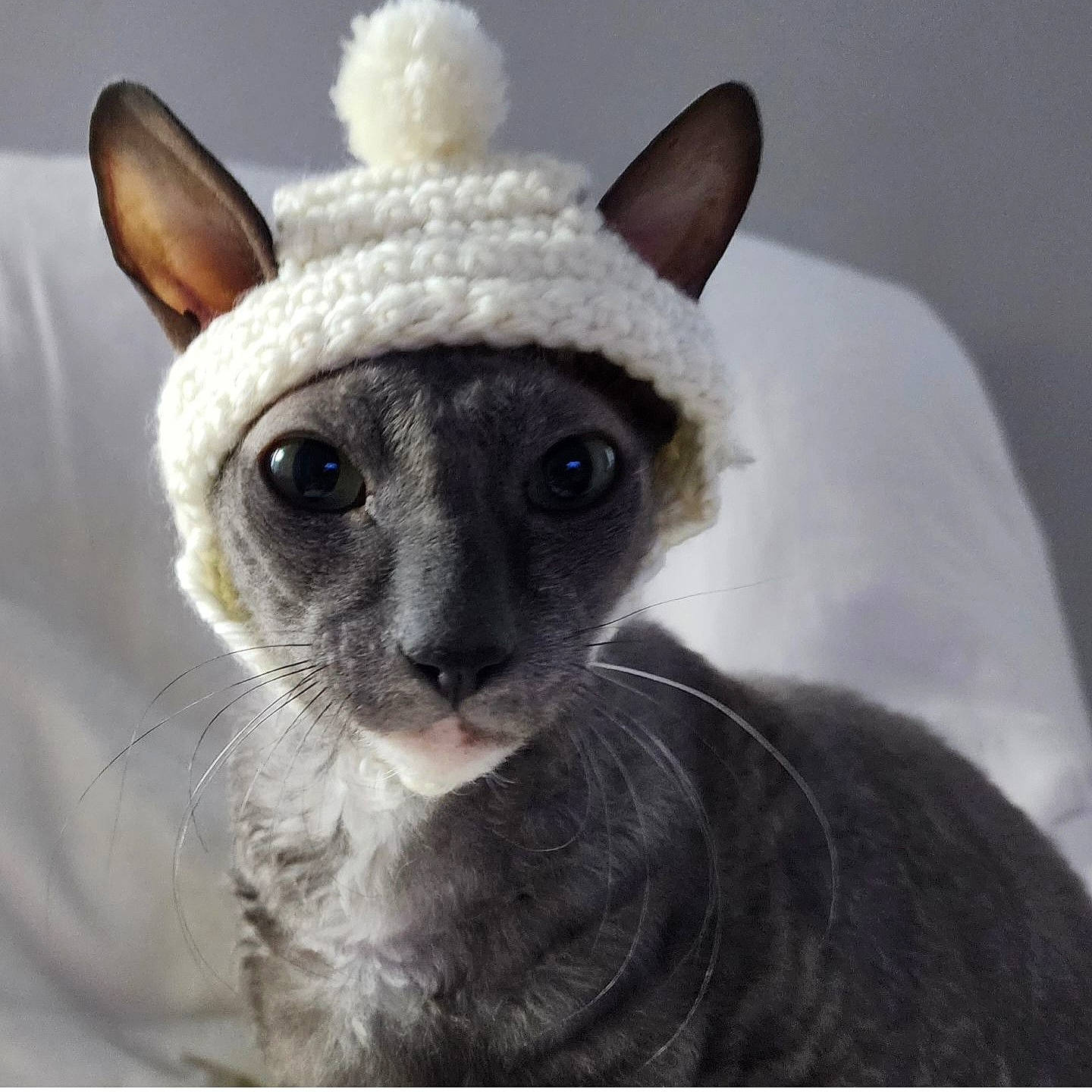 Zapi joined the competition — help win amazing prizes! cap, carnivore, cat, costume_hat, ear, eyelash, fashion_accessory, fawn, fedora, felidae, fur, grey, hat, party_hat, small_to_medium_sized_cats, snout, terrestrial_animal, toy, whiskers, working_animal