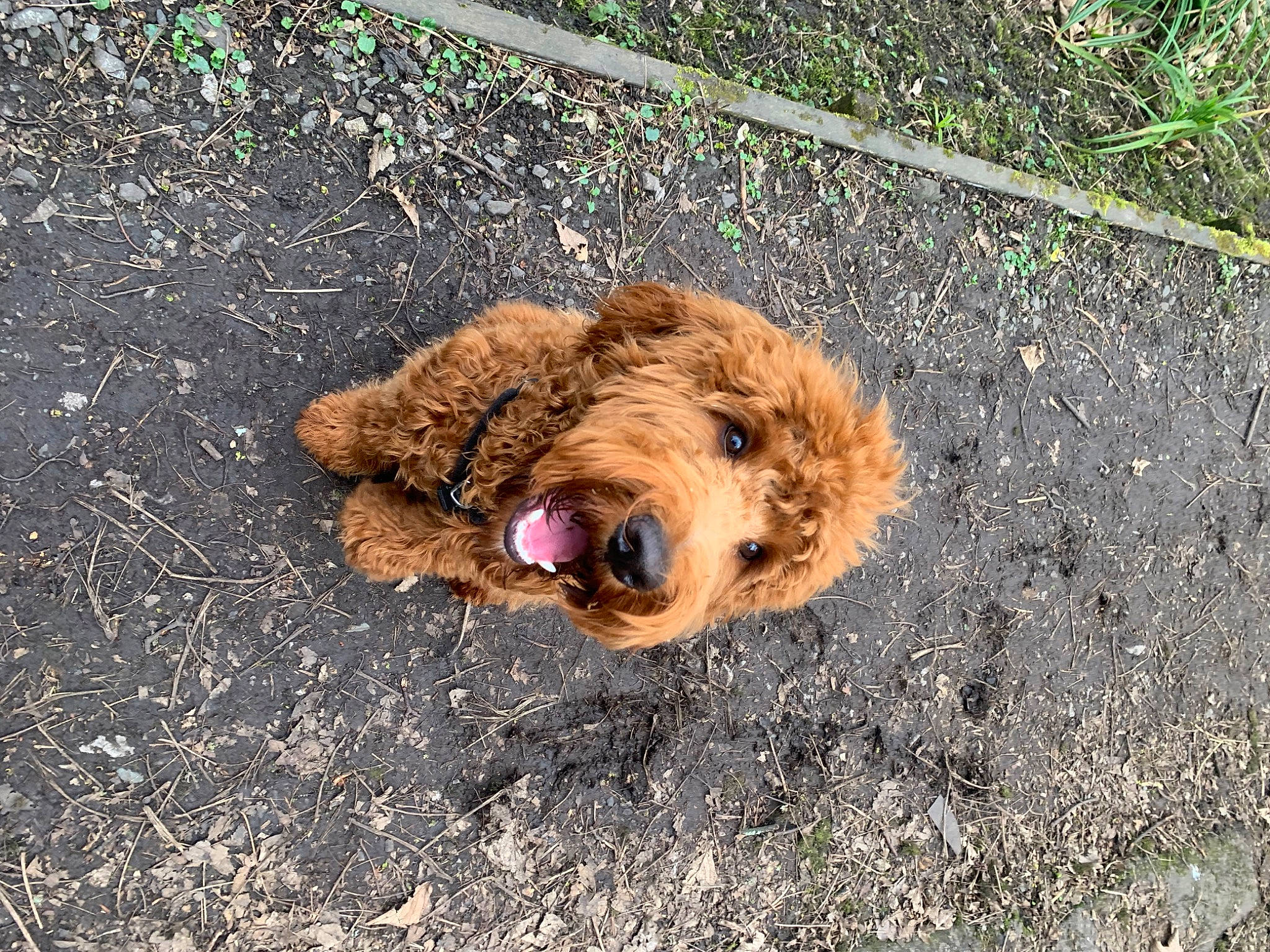 Wallace joined the competition — help win amazing prizes! asphalt, carnivore, companion_dog, concrete, dog, dog_breed, fur, grass, liver, road_surface, sidewalk, small_terrier, soil, sporting_group, tar, terrestrial_animal, terrier, toy_dog, water_dog, working_animal