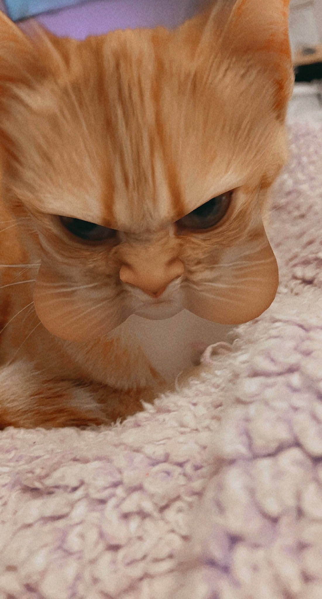 Bunny is registered to the contest to win money with this photo: carnivore, cat, cat_supply, claw, close_up, comfort, domestic_short_haired_cat, fawn, felidae, fur, paw, small_to_medium_sized_cats, snout, whiskers, wood, working_animal, wrinkle