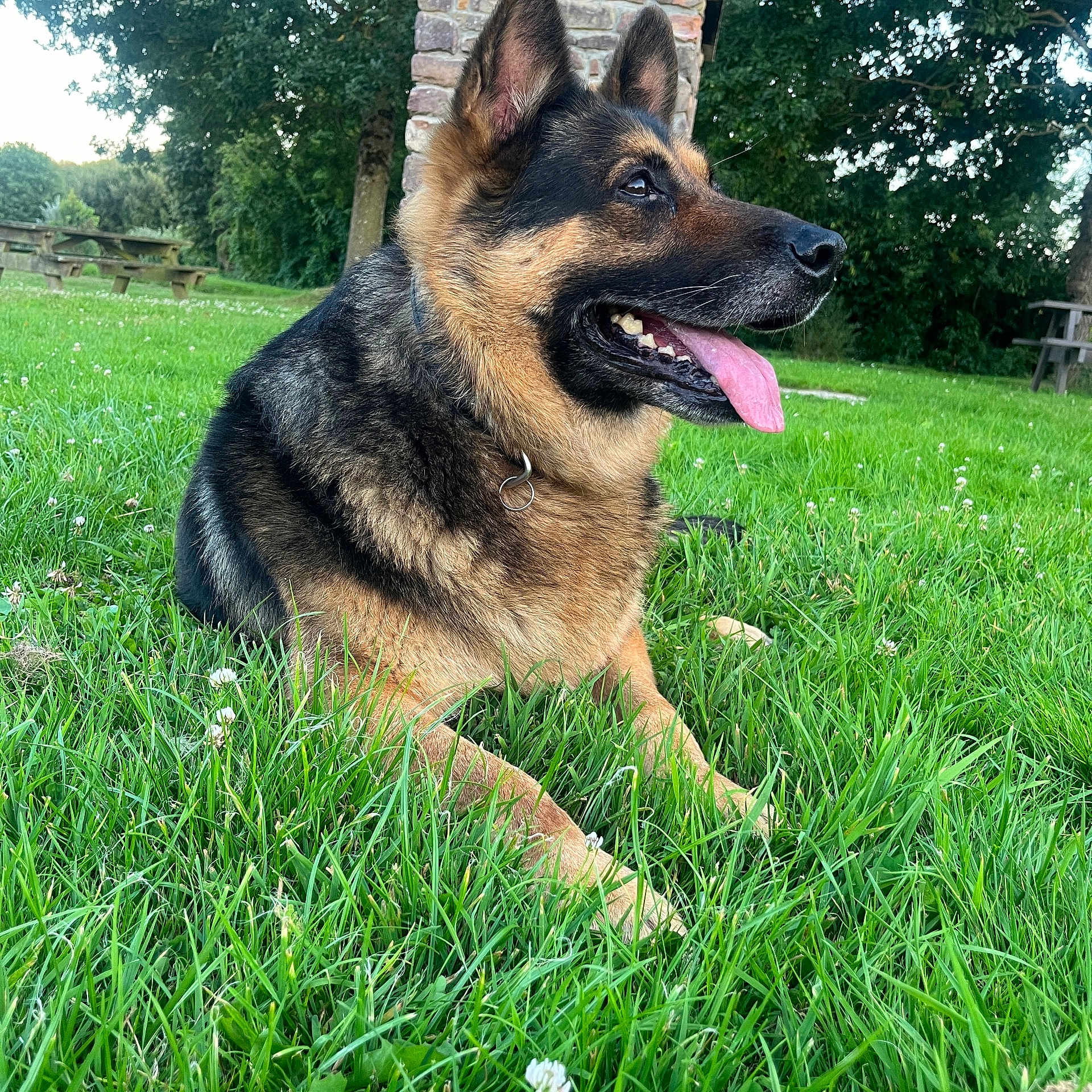 Orys participe au concours pour gagner de l'argent avec cette photo : dog, german_shepherd, grass, park, outdoor, nature, canine, pet, tongue_out, happy, animal, fur, collar, trees, picnic_bench, daylight, mammal, greenery, summer, relaxing